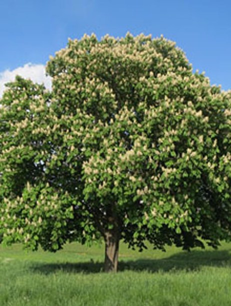 1215-aesculus-hippocatanum