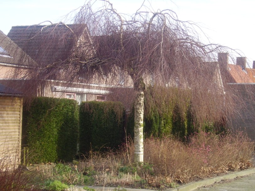 1236-betula-pendula-youngii