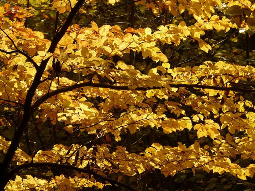 1271-Fagus_sylvatica