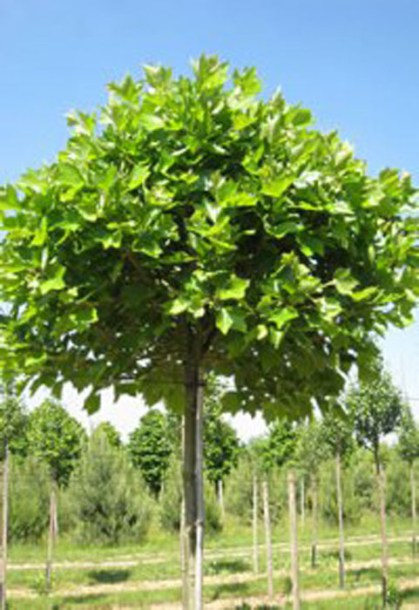 (c) pepiniere thuilleaux