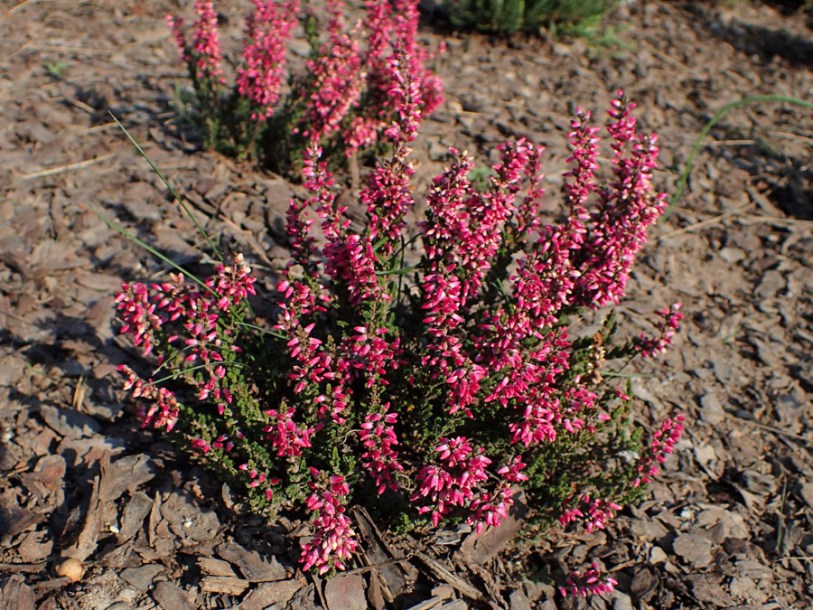 (c) krzysztof ziarnek kenraiz