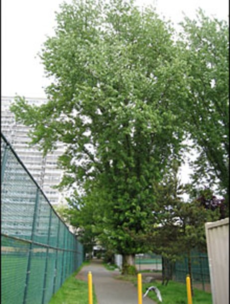 1462-acer-saccharinum--wlcutler-