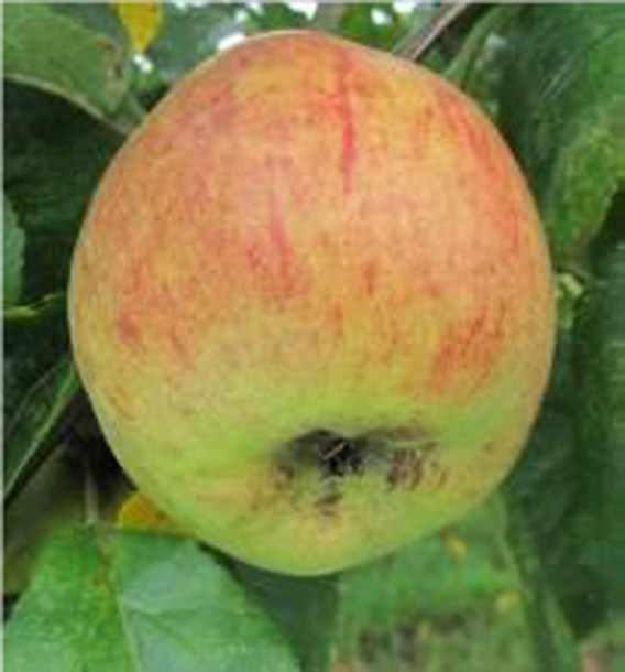 1497-pommier-cwastresse-double