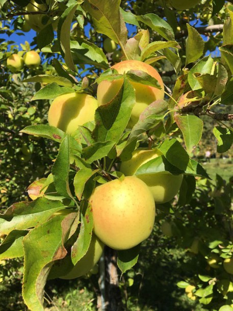 1559-pommier-golden-delicious