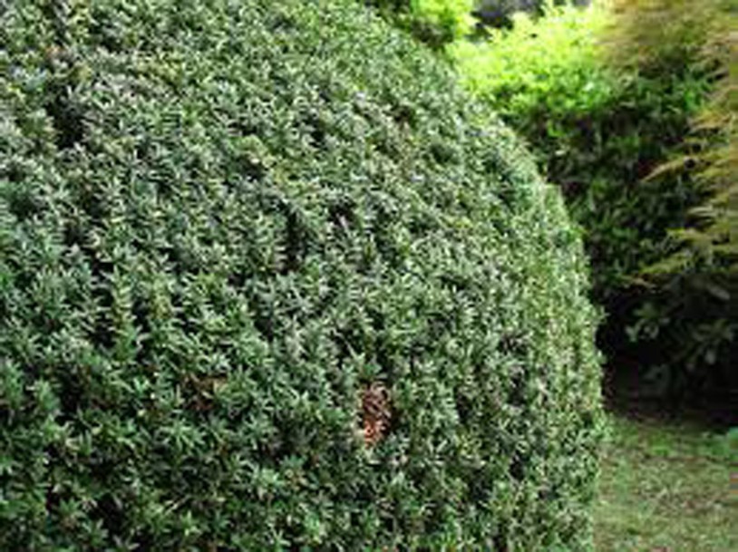 157-taxus-baccata