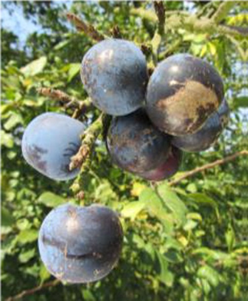 1629-prunier-prune-du-prince
