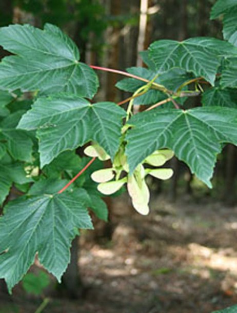 1641-acer-pseudoplatanus---franz-xaver