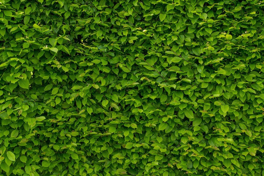 1652-carpinus-haie