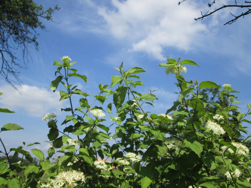 (c) andreas rockstein