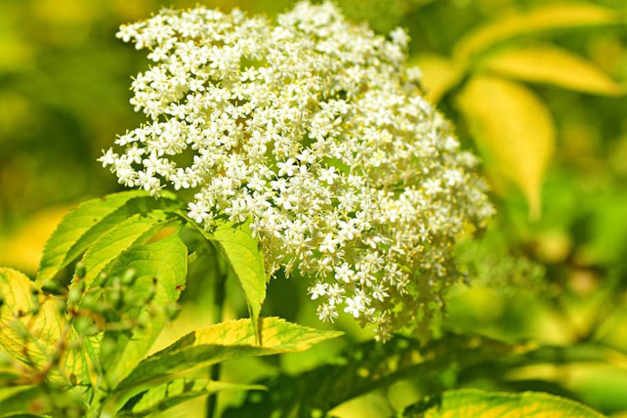 1709-sambucus-nigra-aurea