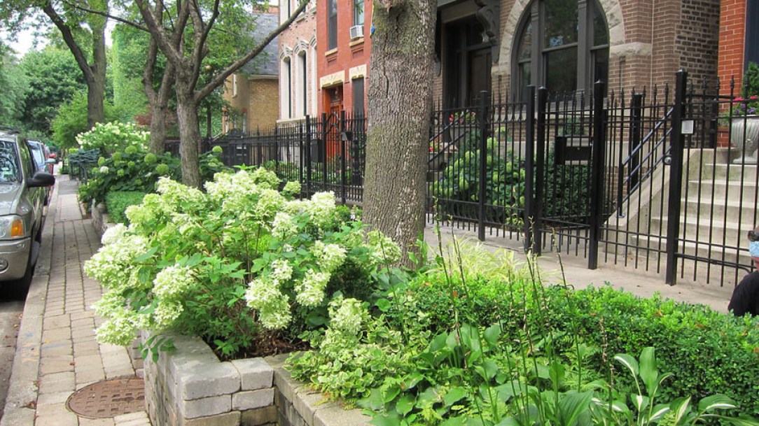 1798-hydrangea-little-lime