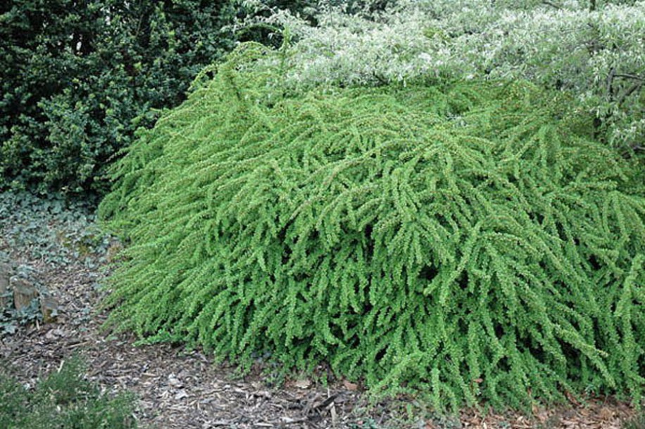 1806-berberis-thunbergii-green-carpet