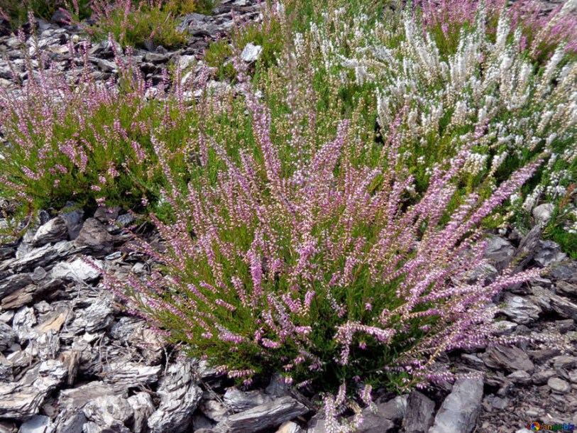 1819-lavandula-angustifolia-rosea