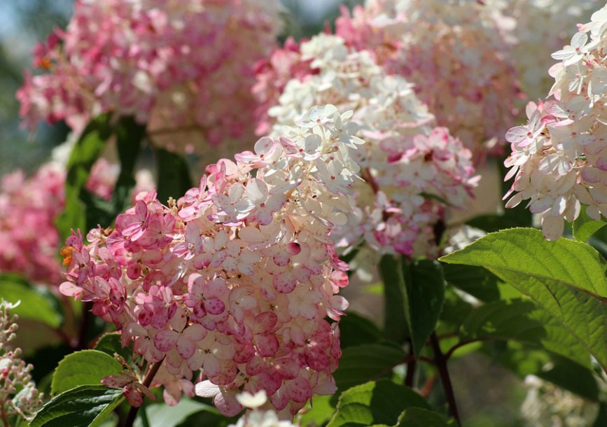 1836-hydrangeas-vanille-fraise