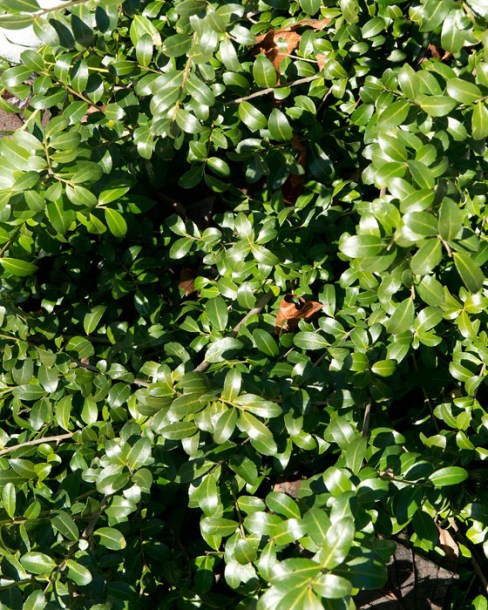 1877-ilex-crenata-green-hedge