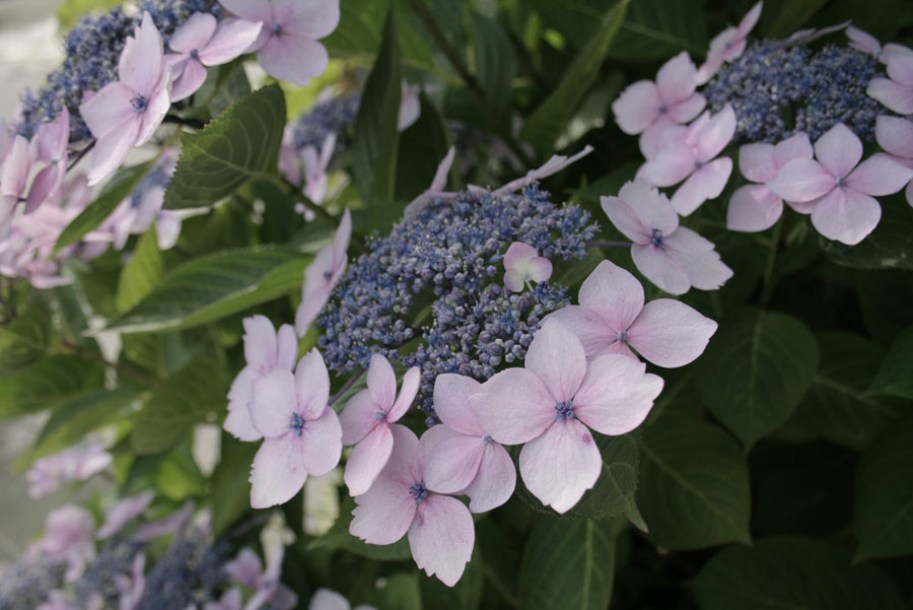 1881-hydrangea-isusai-jaku