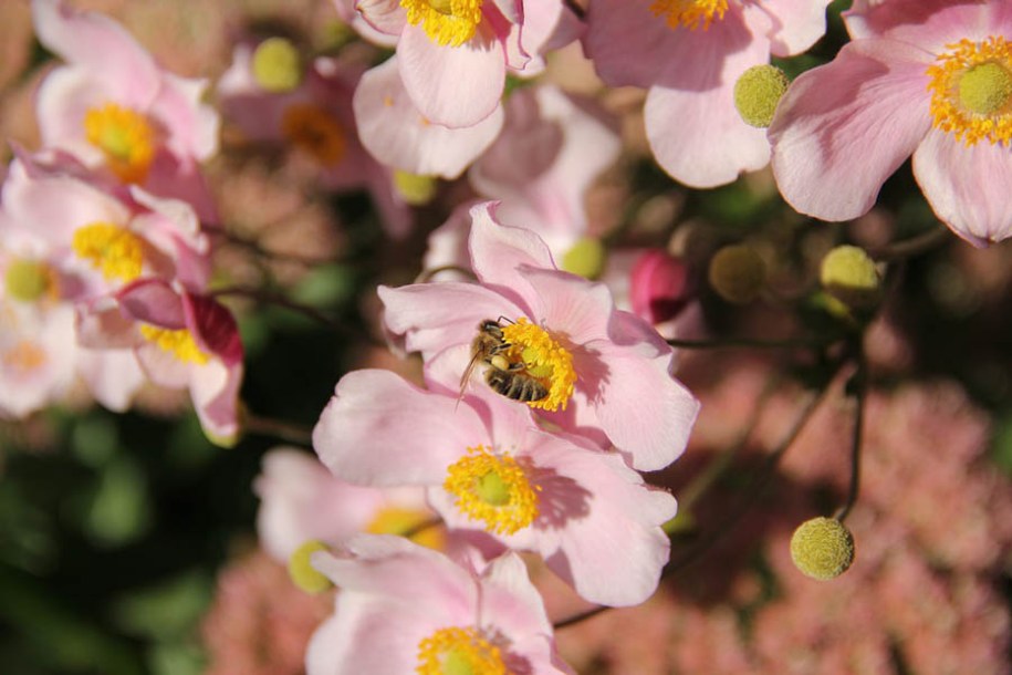 1895-anemone-konigin-charlotte