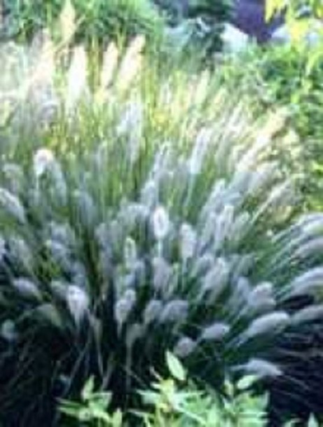 1969-pennisetum-alopecuroides