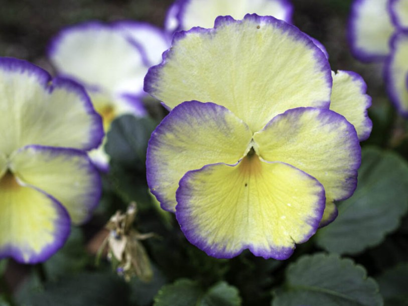 (c) thomas w. christensen