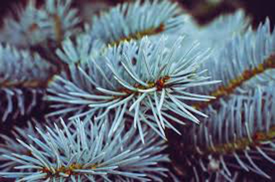 2132-larix-kaempferi-blue-dwarf2