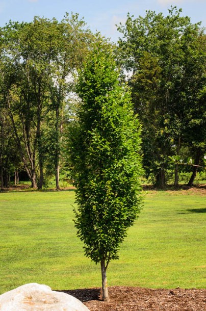2159-carpinus-betulus-lucas