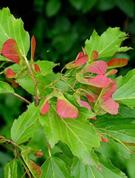 216-acer-tartaricum-ginnala---wouterhagens