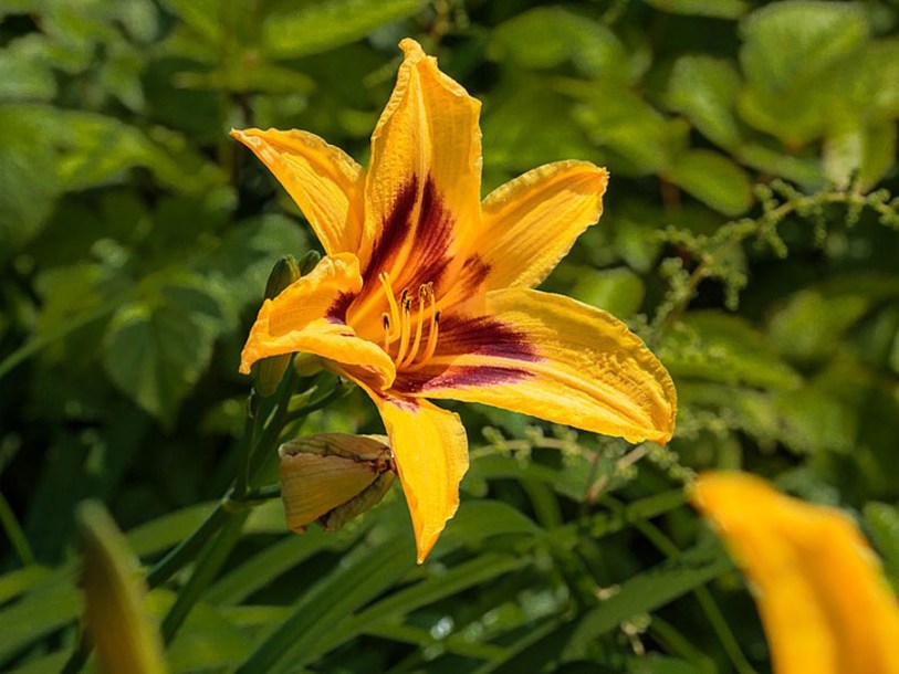 (c) johannes bergsma