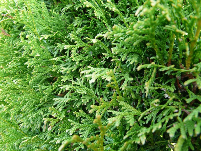 2224-thuya-plicata-excelsa