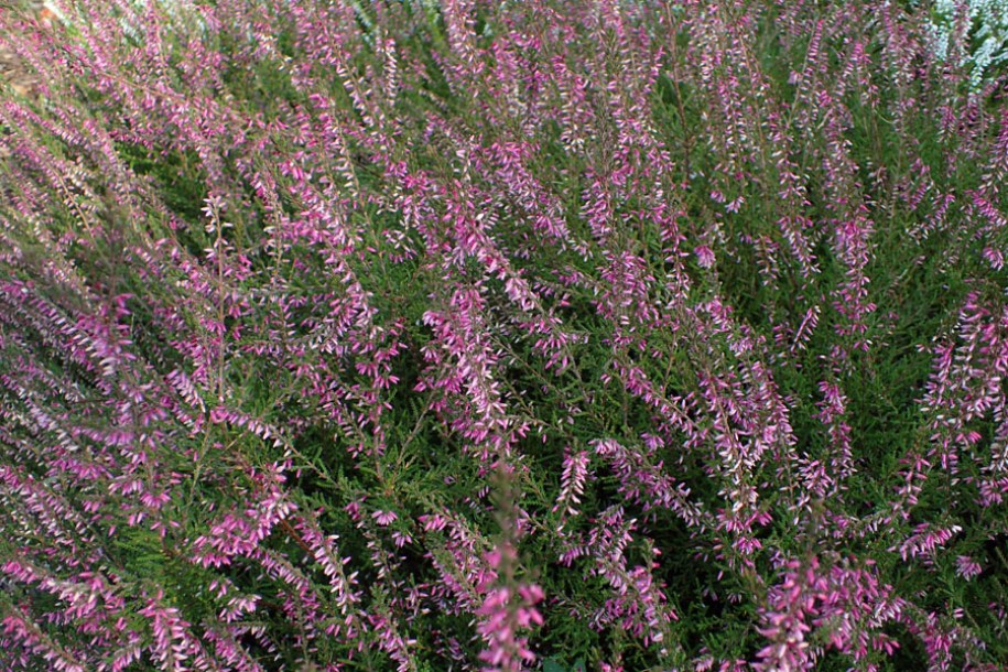 (c) krzysztof ziarnek kenraiz