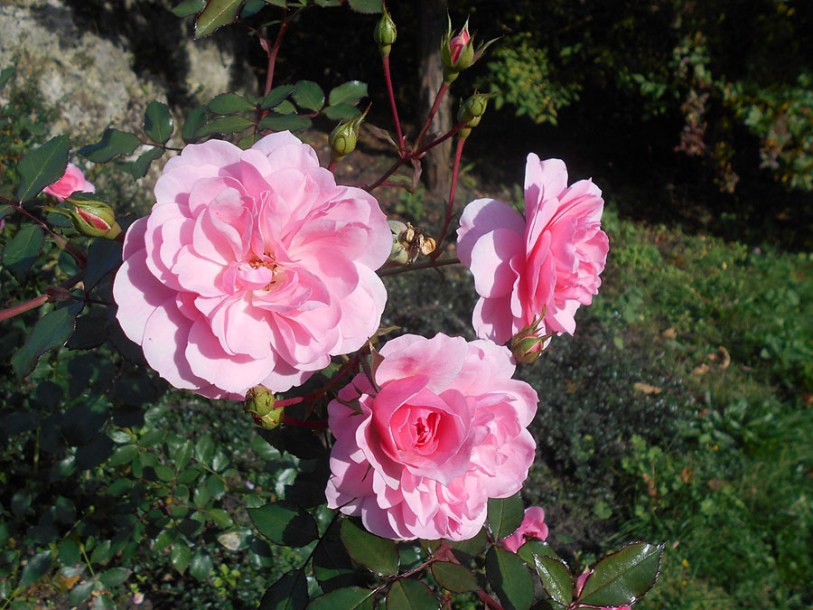2349-Rosa_Bonica_by-Salicyna