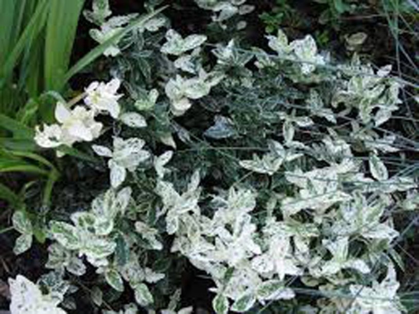 2373-Euonymus-fort-harlequin