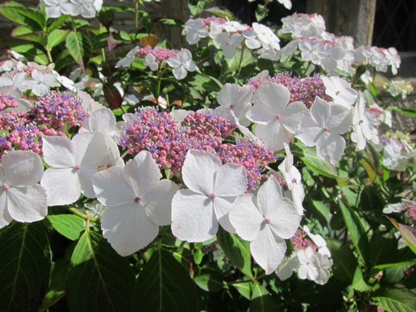 2421-hydrangea-lanarth-white