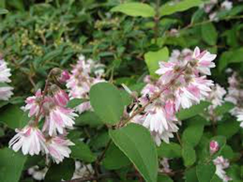 2430-deutzia-pride-of-rochester
