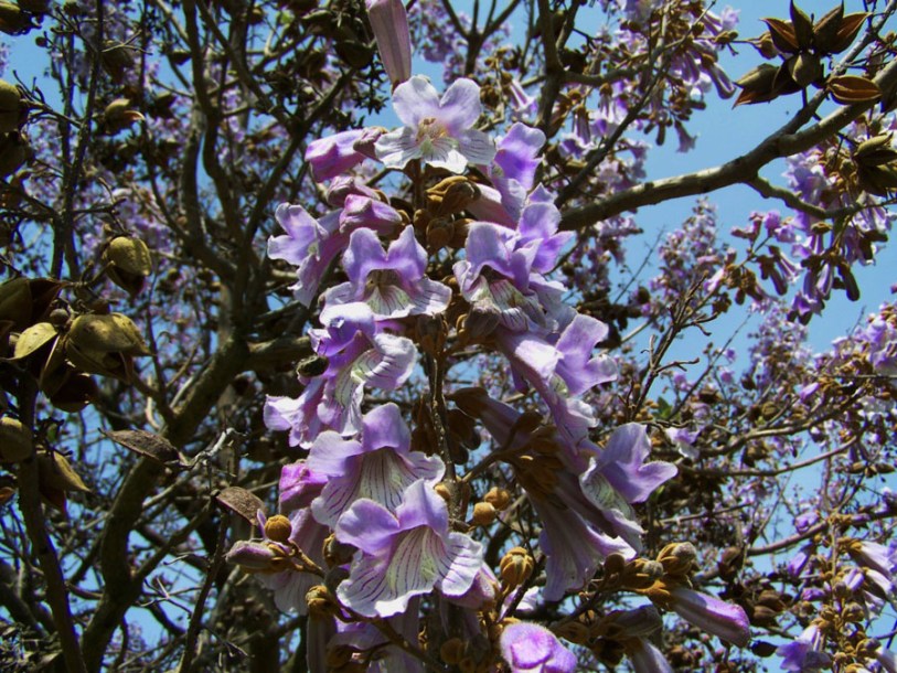 2487-paulownia-tomentosa