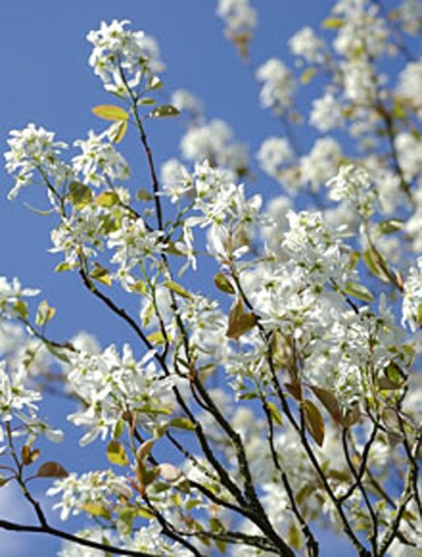 250-amelanchier-ballerina