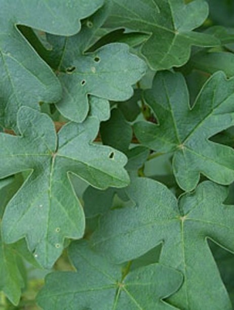 2624-acer-campestre--lee