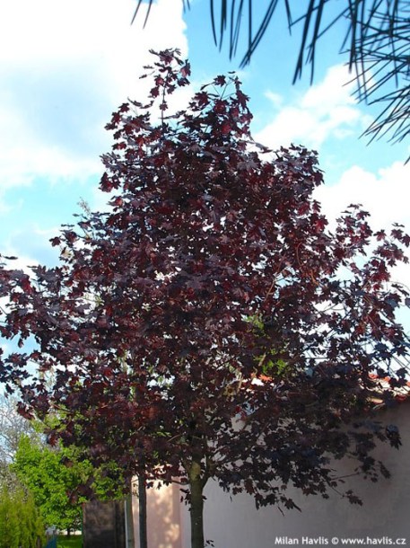 2629-Acer-plat-crimson-sentry