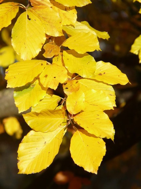 2644-fagus-dawyck-gold