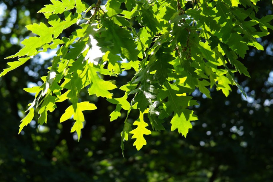 2673-quercus-cerris