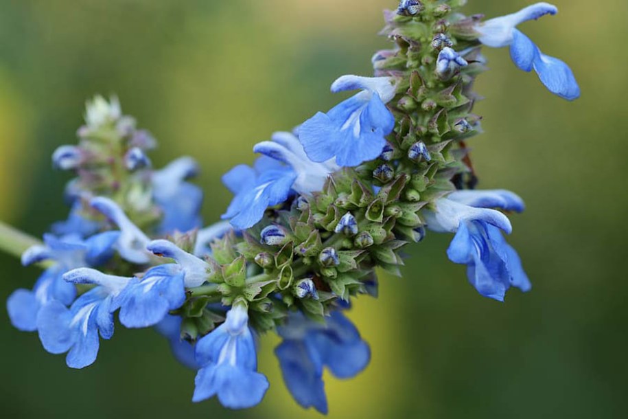 2707-salvia-uliginosa-african-sky