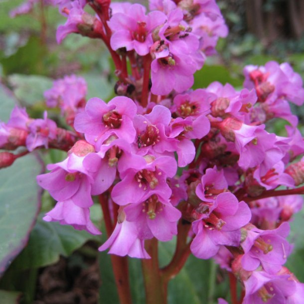 2786-bergenia-cordifolia