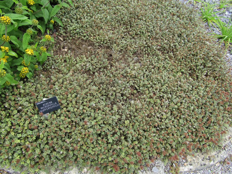 2808-acaena-microph-kupferteppich---leonora-(ellie)-enking