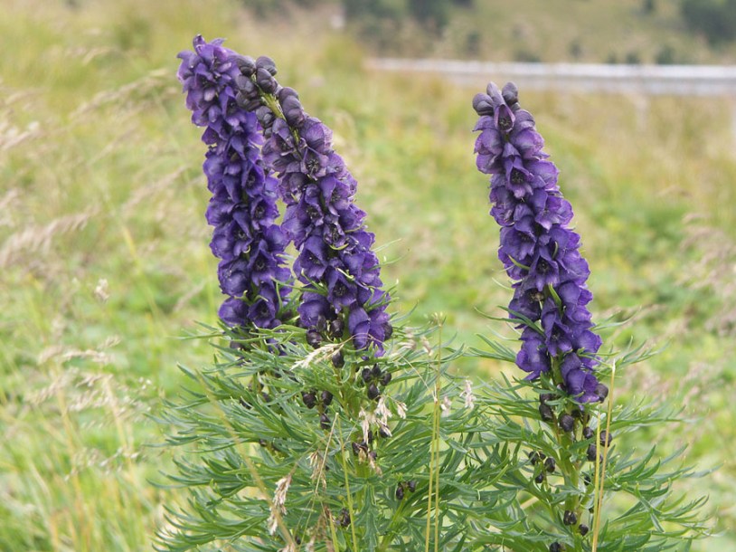 2818-Aconitum-napellus_by-Rudiger