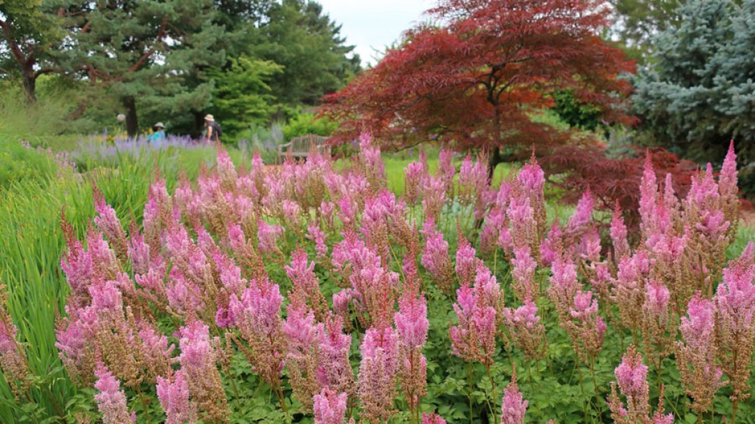 2889-Astilbe-chinensis-pumila