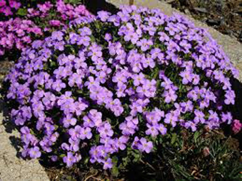 2894-Aubrieta-cascade-blue