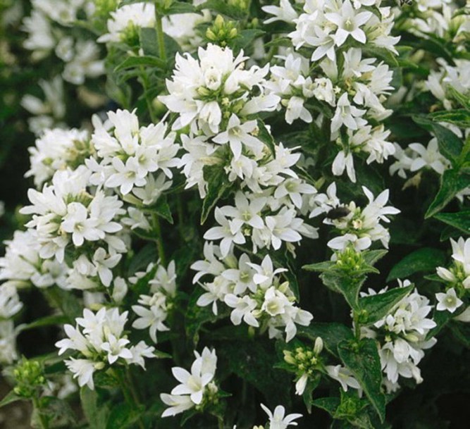 2913-campanula-glomerata-alba2