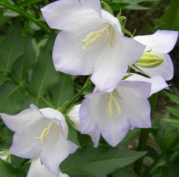 2918-campanula-persicifolia-alba