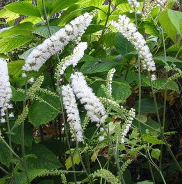 2950-cimiciguga-simplex-white-pearl