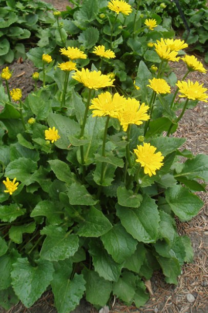 2983-doronicum-little-leo