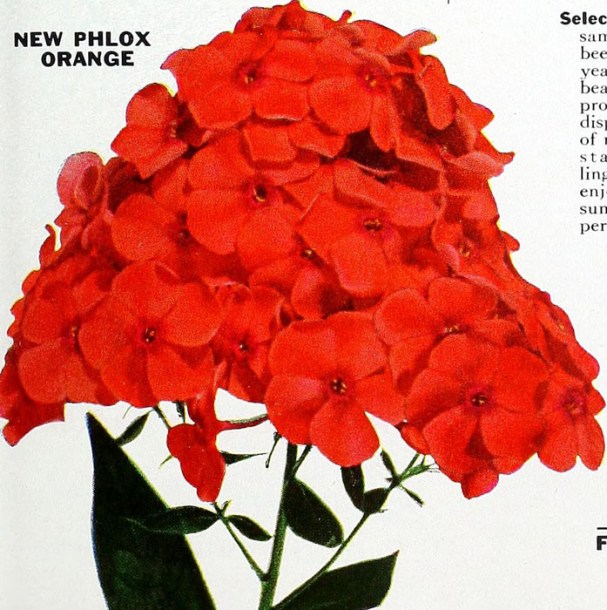 3181-phlox-paniculata-orange-perfection